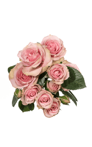 Pink Irishka Spray Rose in topdown view, premium Ecuadorian rose for export by Royal Flowers