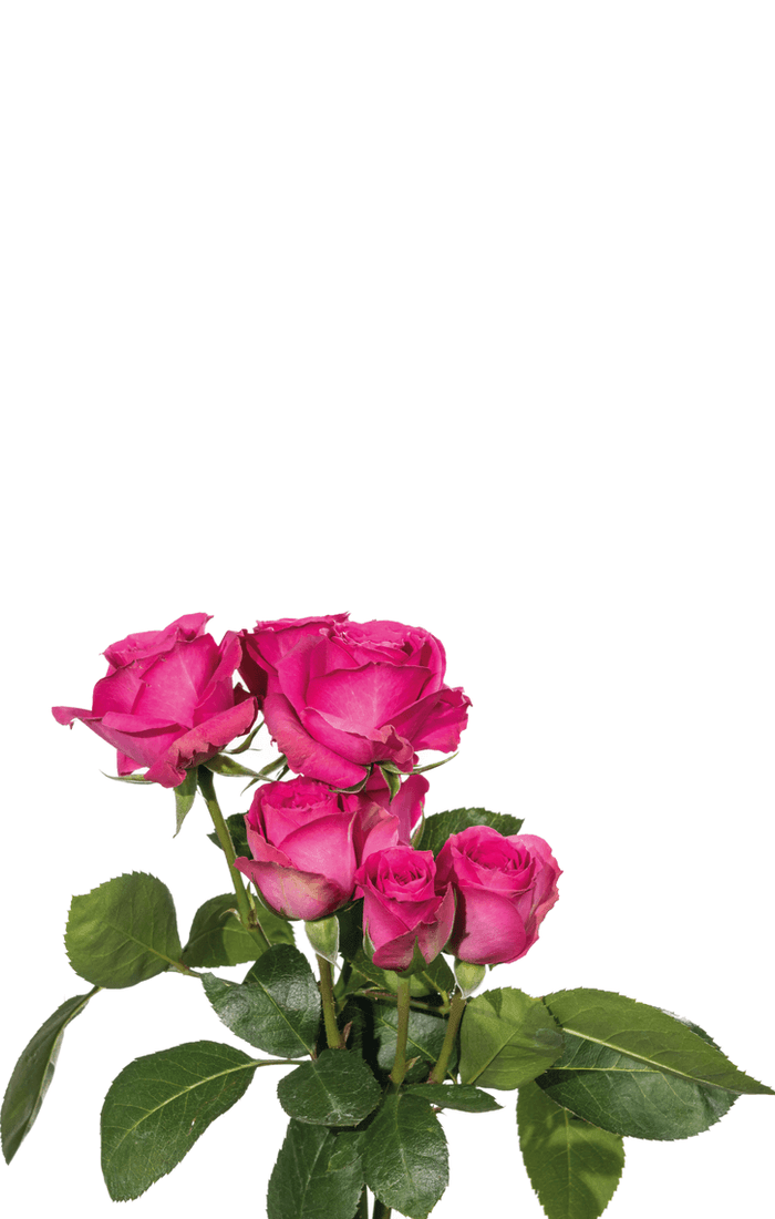 Spray Roses Archives | Royal Flowers