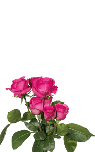 Purple Irischka Spray Rose second stage of bloom, premium Ecuadorian rose for export by Royal Flowers