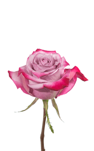 Deep Purple Rose third stage of bloom, premium Ecuadorian rose for export by Royal Flowers
