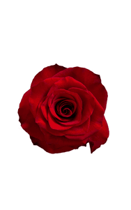 Mamma Mia Rose in topdown view, premium Ecuadorian rose for export by Royal Flowers