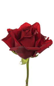 Explorer Rose first stage of bloom, premium Ecuadorian rose for export by Royal Flowers