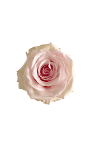 Pinky Promise Rose in topdown view, premium Ecuadorian rose for export by Royal Flowers