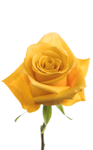 Bumblebee Rose second stage of bloom, premium Ecuadorian rose for export by Royal Flowers