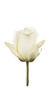 Polo Rose first stage of bloom, premium Ecuadorian rose for export by Royal Flowers