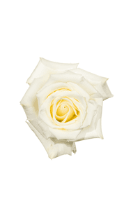 Escimo Rose in topdown view, premium Ecuadorian rose for export by Royal Flowers