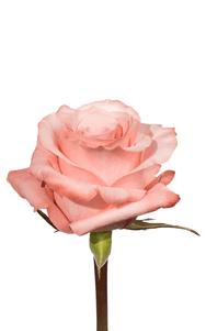 Be Sweet Rose third stage of bloom, premium Ecuadorian rose for export by Royal Flowers