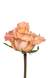 Shimmer Rose second stage of bloom, premium Ecuadorian rose for export by Royal Flowers