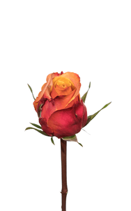 Cherry Brandy Rose first stage of bloom, premium Ecuadorian rose for export by Royal Flowers