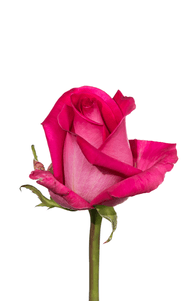 Topaz Rose second stage of bloom, premium Ecuadorian rose for export by Royal Flowers