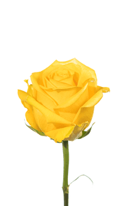 Supersun Rose second stage of bloom, premium Ecuadorian rose for export by Royal Flowers