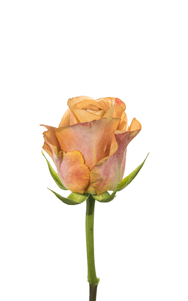 Symbol Rose first stage of bloom, premium Ecuadorian rose for export by Royal Flowers