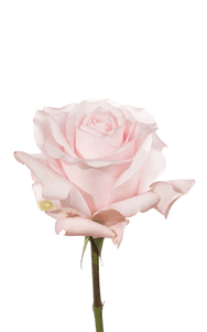 Sweet Akito Rose third stage of bloom, premium Ecuadorian rose for export by Royal Flowers