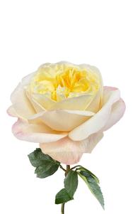 Fatima Gardens Rose first stage of bloom, premium Ecuadorian rose for export by Royal Flowers