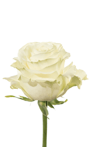 Mondial Rose third stage of bloom, premium Ecuadorian rose for export by Royal Flowers