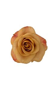 Symbol Rose in topdown view, premium Ecuadorian rose for export by Royal Flowers
