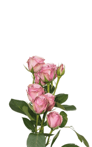 Lavender Irishka Spray Rose second stage of bloom, premium Ecuadorian rose for export by Royal Flowers