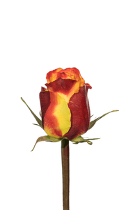 Silantoi Rose first stage of bloom, premium Ecuadorian rose for export by Royal Flowers