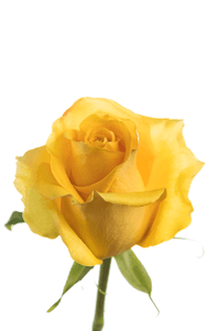 Bumblebee Rose first stage of bloom, premium Ecuadorian rose for export by Royal Flowers