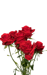 Scarlet Mimi Spray Rose second stage of bloom, premium Ecuadorian rose for export by Royal Flowers