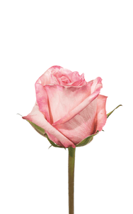 Pink O´hara Rose first stage of bloom, premium Ecuadorian rose for export by Royal Flowers