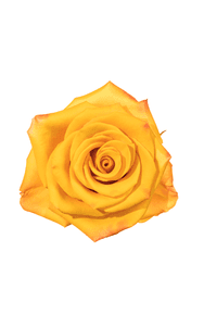 Tycoon Rose in topdown view, premium Ecuadorian rose for export by Royal Flowers