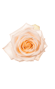 Tiffany Rose in topdown view, premium Ecuadorian rose for export by Royal Flowers