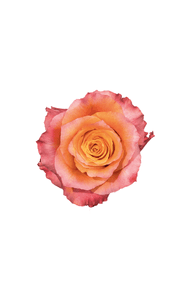 Free Spirit Rose in topdown view, premium Ecuadorian rose for export by Royal Flowers