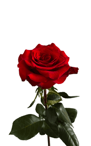 Mamma Mia Rose first stage of bloom, premium Ecuadorian rose for export by Royal Flowers