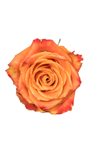 Silantoi Rose in topdown view, premium Ecuadorian rose for export by Royal Flowers