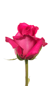 Pink Floyd Rose first stage of bloom, premium Ecuadorian rose for export by Royal Flowers