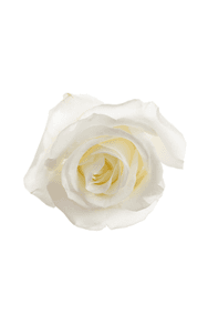 Akito Rose in topdown view, premium Ecuadorian rose for export by Royal Flowers