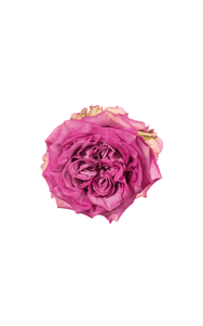 Queen’s Crown Rose in topdown view, premium Ecuadorian rose for export by Royal Flowers