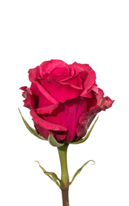 Level Up Rose second stage of bloom, premium Ecuadorian rose for export by Royal Flowers