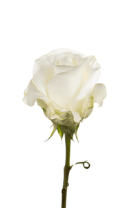 Akito Rose second stage of bloom, premium Ecuadorian rose for export by Royal Flowers