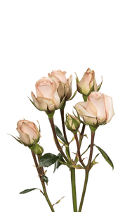 Star Blush Spray Rose first stage of bloom, premium Ecuadorian rose for export by Royal Flowers