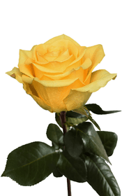 Summer Romance Spray Rose first stage of bloom, premium Ecuadorian rose for export by Royal Flowers