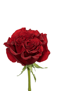 Hearts Rose first stage of bloom, premium Ecuadorian rose for export by Royal Flowers