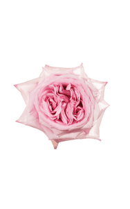 Pink O´hara Rose in topdown view, premium Ecuadorian rose for export by Royal Flowers