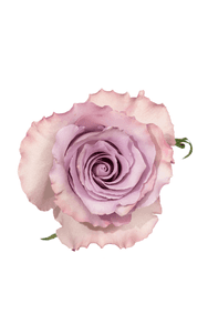 Blue Dream Rose in topdown view, premium Ecuadorian rose for export by Royal Flowers