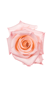 Rhoslyn Rose in topdown view, premium Ecuadorian rose for export by Royal Flowers