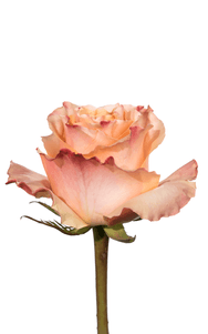 Carpe Diem Rose third stage of bloom, premium Ecuadorian rose for export by Royal Flowers