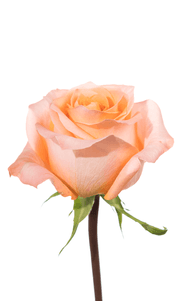 Coral Reef Rose third stage of bloom, premium Ecuadorian rose for export by Royal Flowers