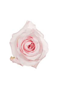 Sweet Akito Rose in topdown view, premium Ecuadorian rose for export by Royal Flowers