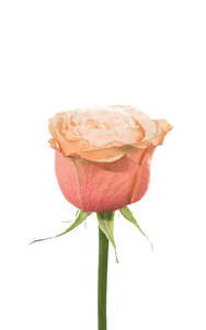 Kahala Rose second stage of bloom, premium Ecuadorian rose for export by Royal Flowers