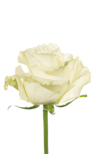 Mondial Rose second stage of bloom, premium Ecuadorian rose for export by Royal Flowers