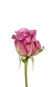 Cool Water Rose second stage of bloom, premium Ecuadorian rose for export by Royal Flowers
