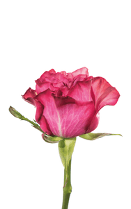 Country Blues Rose first stage of bloom, premium Ecuadorian rose for export by Royal Flowers