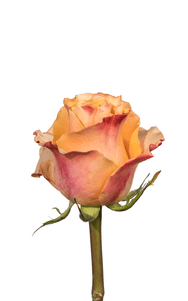 Carpe Diem Rose second stage of bloom, premium Ecuadorian rose for export by Royal Flowers