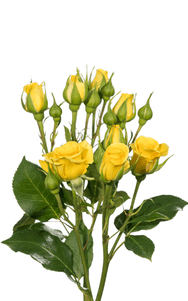 Yellow Babe Spray Rose first stage of bloom, premium Ecuadorian rose for export by Royal Flowers